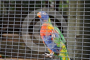 A beautiful and colorful parrot climbing on a cage. photo
